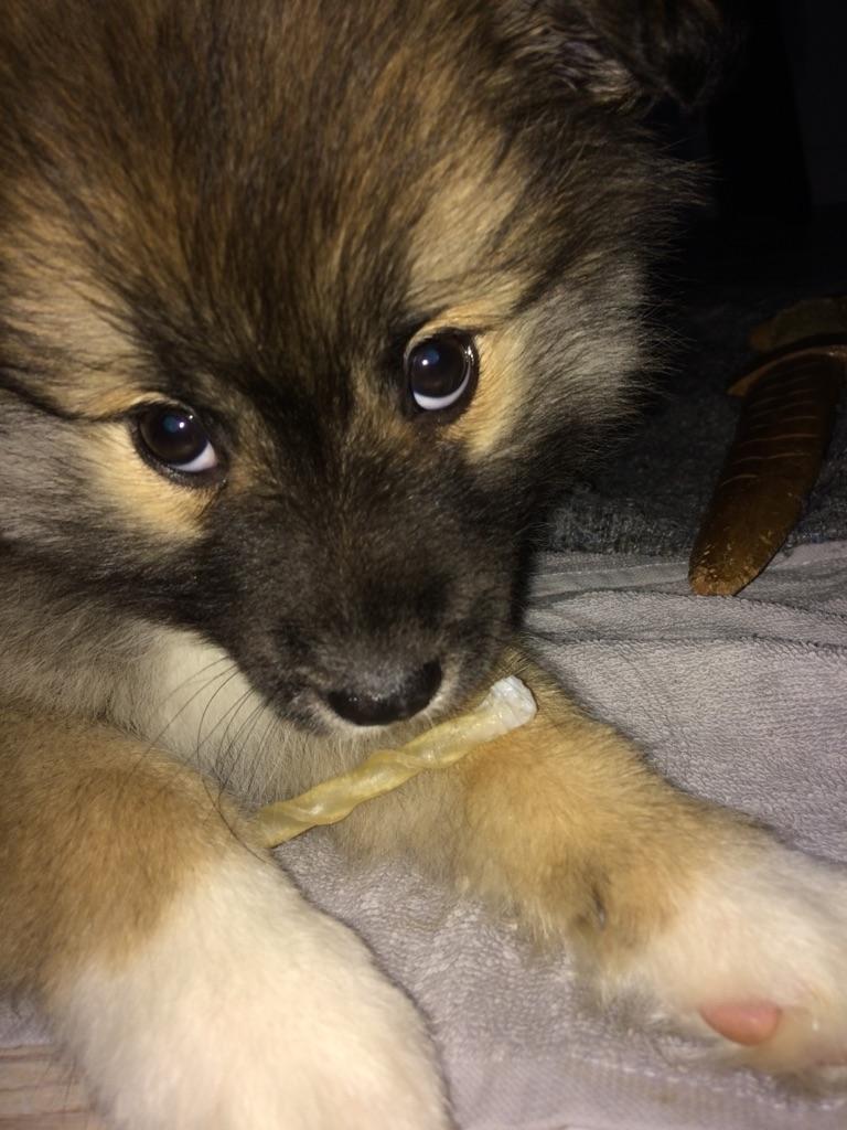 Islandsk fårehund Aya billede 7