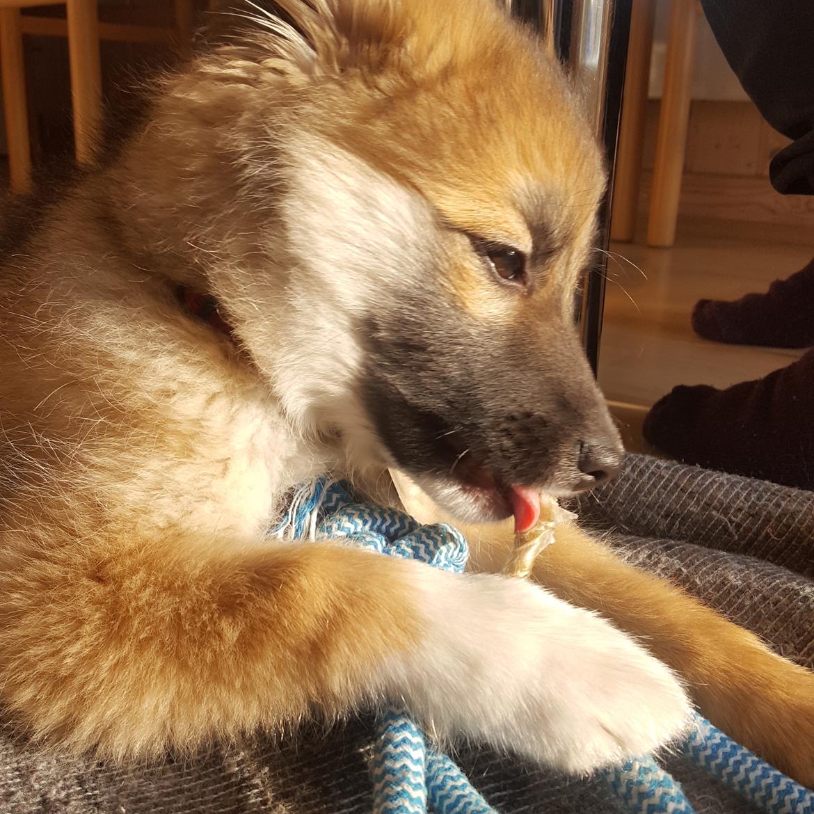 Islandsk fårehund Aya billede 6