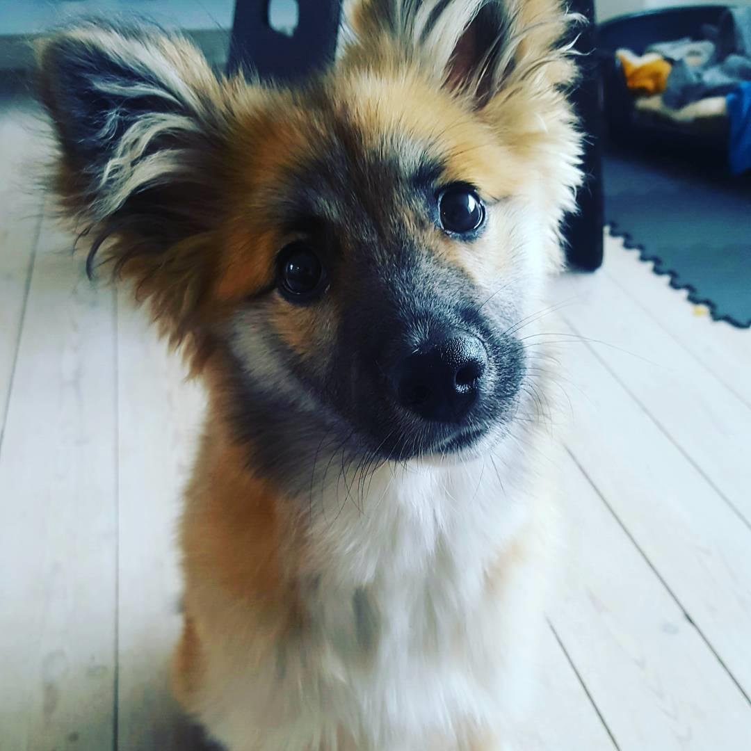 Islandsk fårehund Aya billede 8