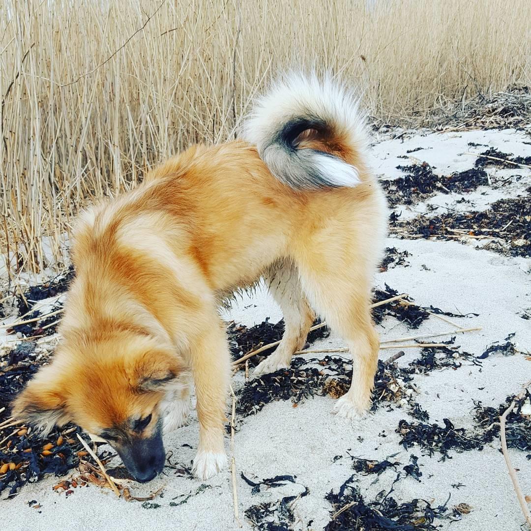 Islandsk fårehund Aya billede 9