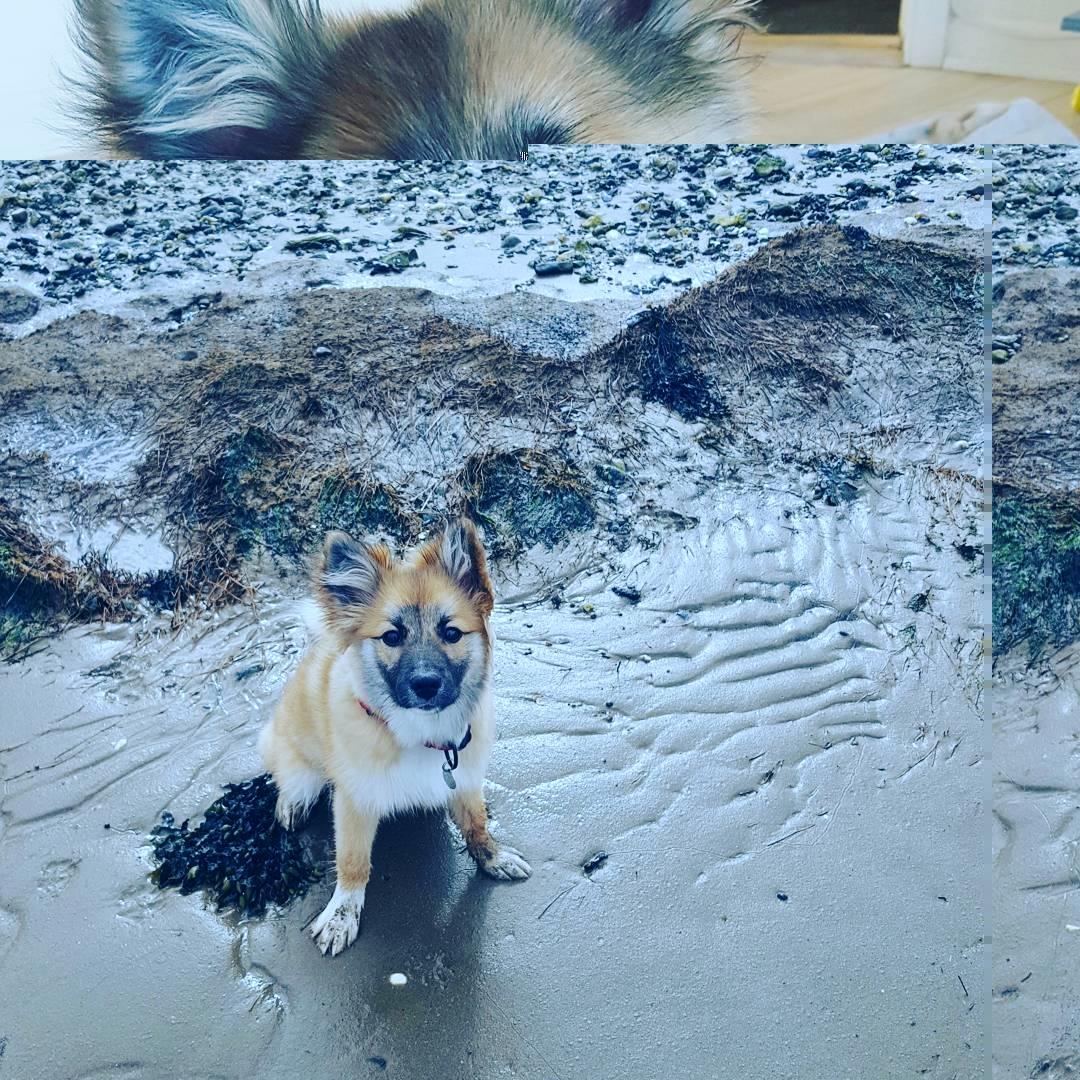 Islandsk fårehund Aya billede 10