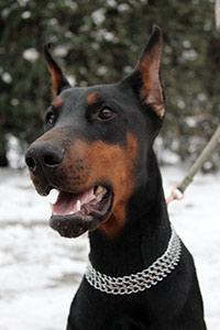 Dobermann Maestro Nero Di Altobello (Snoop) - mor billede 23