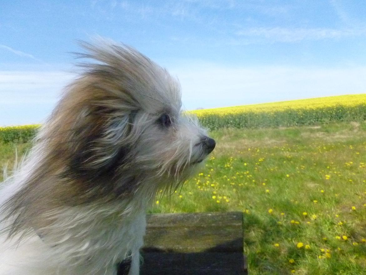 Coton de tulear King billede 16