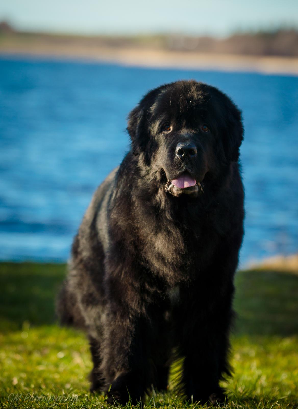 Newfoundlænder Newf-Line's Jackpot Joe billede 47