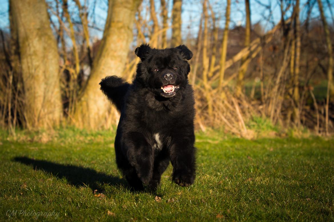 Newfoundlænder Newf-Line's Jackpot Joe billede 49