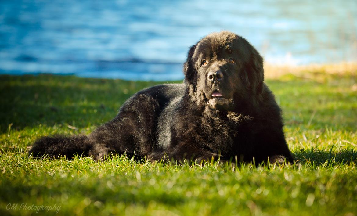 Newfoundlænder Newf-Line's Jackpot Joe billede 50