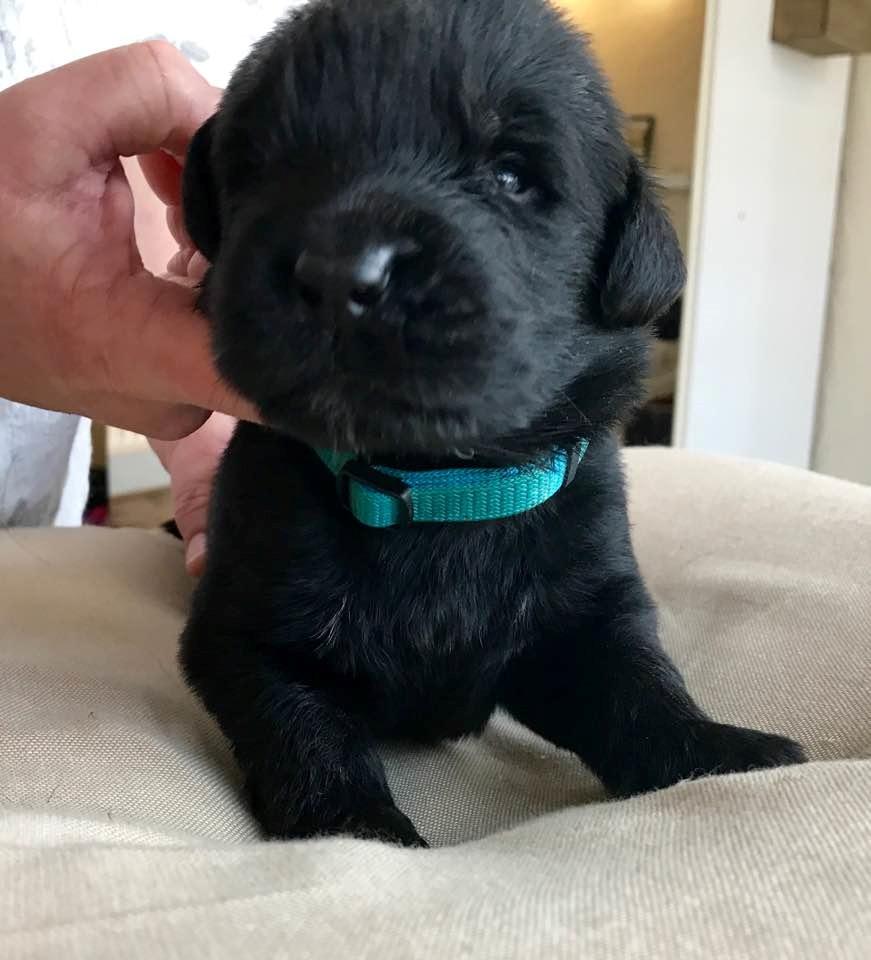 Newfoundlænder Frølund's Newfhome Boas billede 7