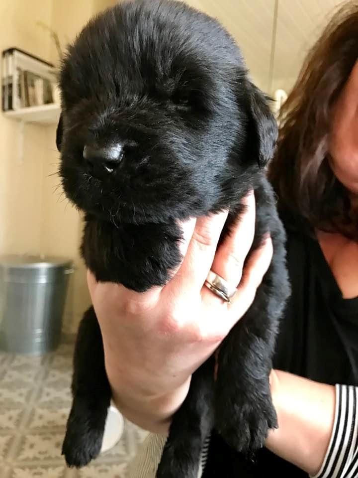 Newfoundlænder Frølund's Newfhome Boas billede 8