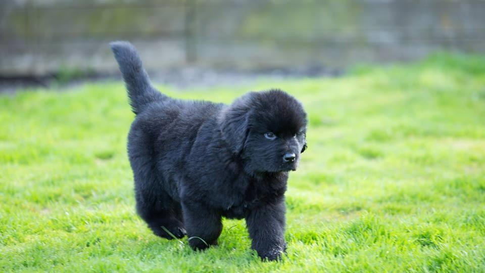 Newfoundlænder Frølund's Newfhome Boas billede 15