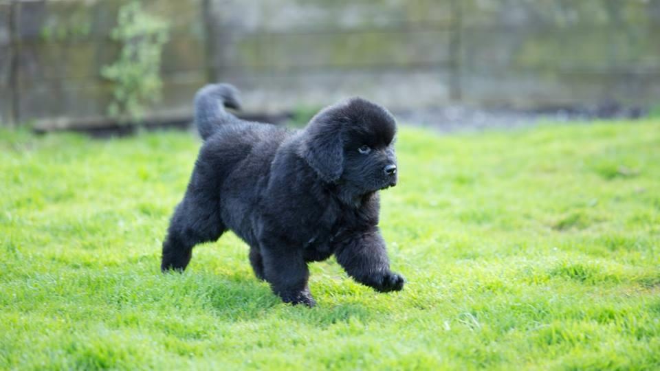 Newfoundlænder Frølund's Newfhome Boas - Boas billede 2