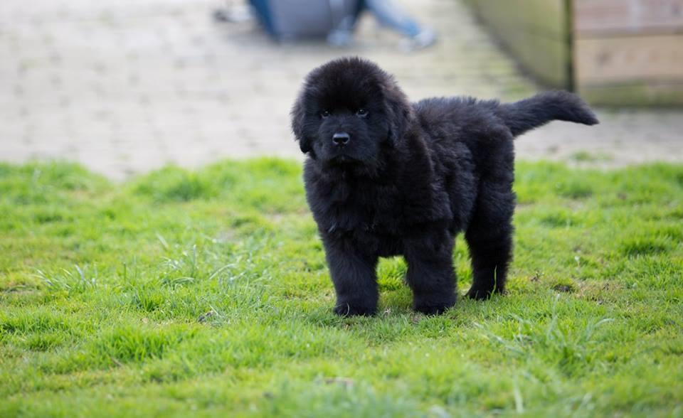Newfoundlænder Frølund's Newfhome Boas billede 16