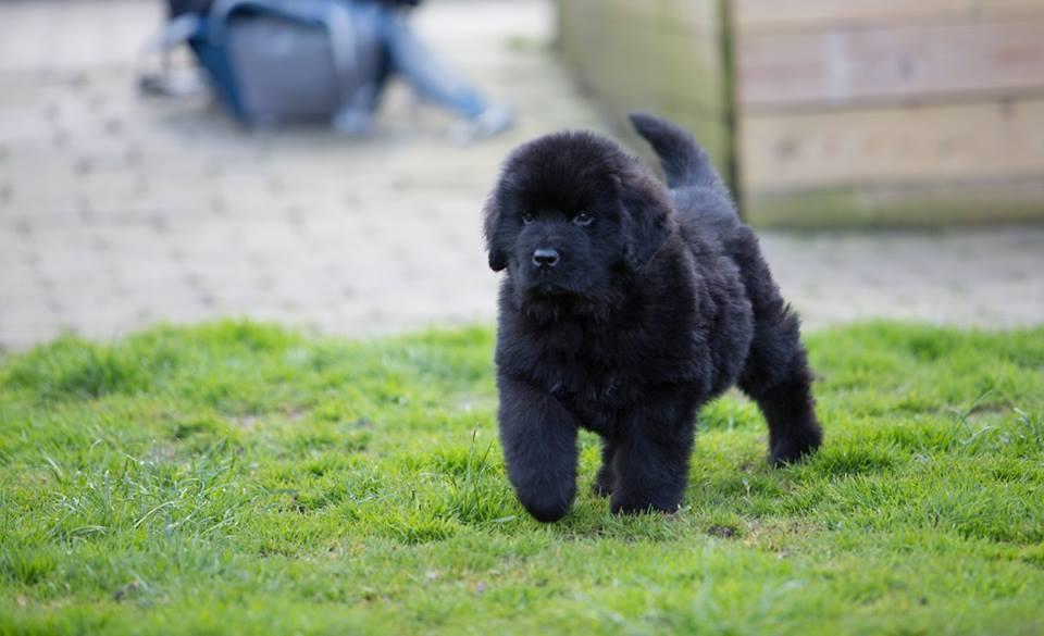 Newfoundlænder Frølund's Newfhome Boas billede 17