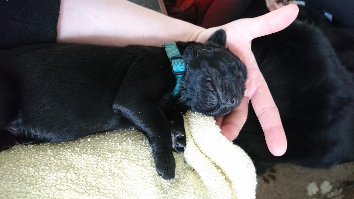 Newfoundlænder Frølund's Newfhome Boas billede 4