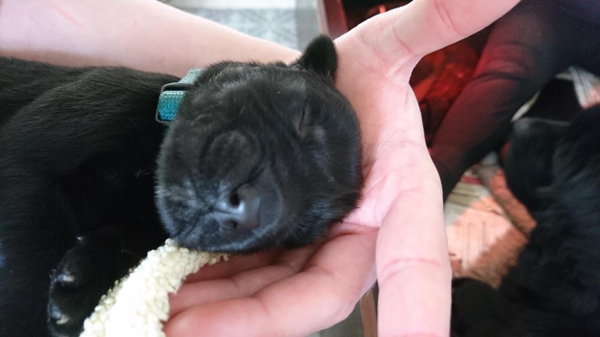 Newfoundlænder Frølund's Newfhome Boas - Boas 1 dag gammel billede 3