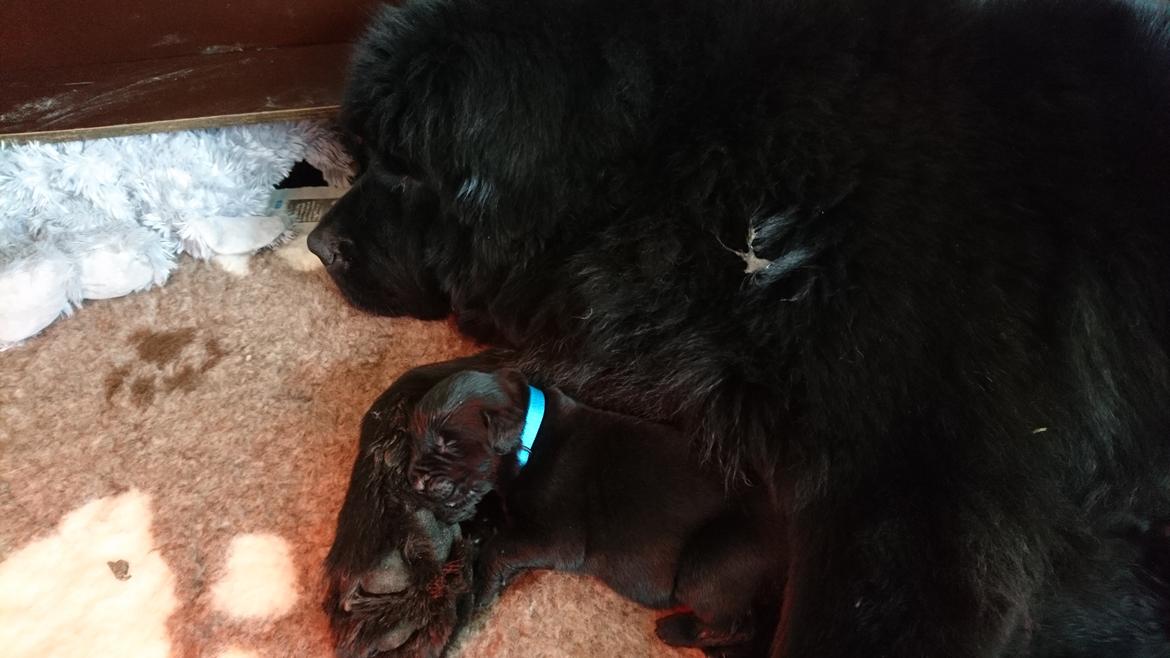 Newfoundlænder Frølund's Newfhome Boas - Boas og mor Karla billede 5