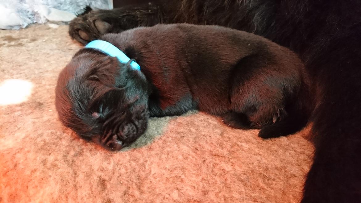 Newfoundlænder Frølund's Newfhome Boas billede 6