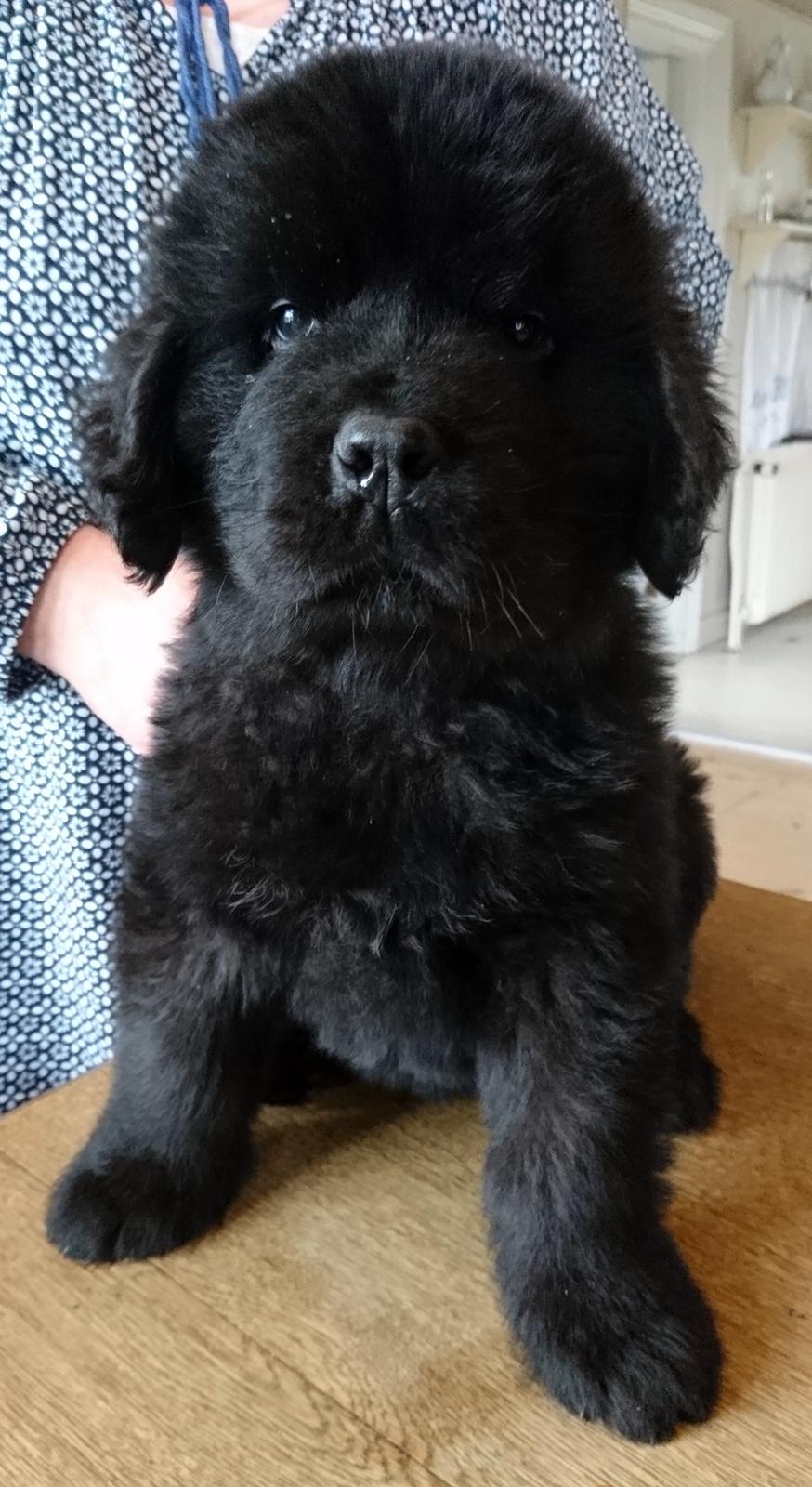 Newfoundlænder Frølund's Newfhome Boas billede 14