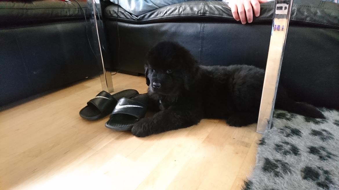 Newfoundlænder Frølund's Newfhome Boas - Første dag i hans nye hjem billede 18