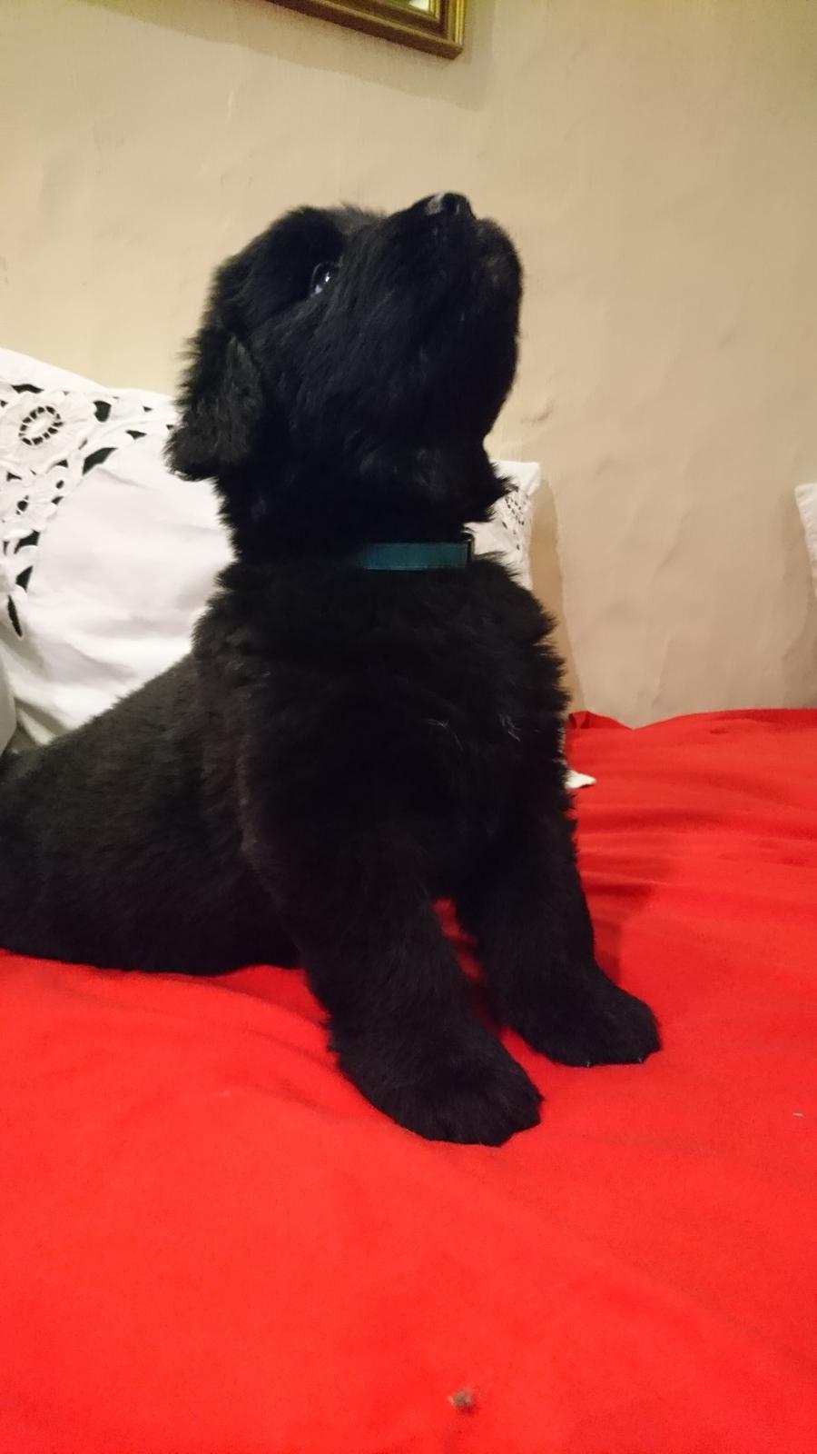 Newfoundlænder Frølund's Newfhome Boas billede 12