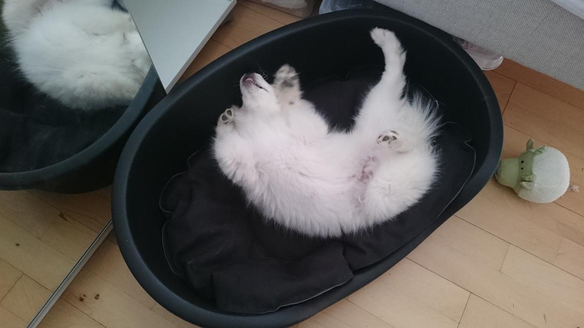 Japansk spids Keimiko Di-Shi's Genkina Iroh - Fjolle hvalp :P billede 40