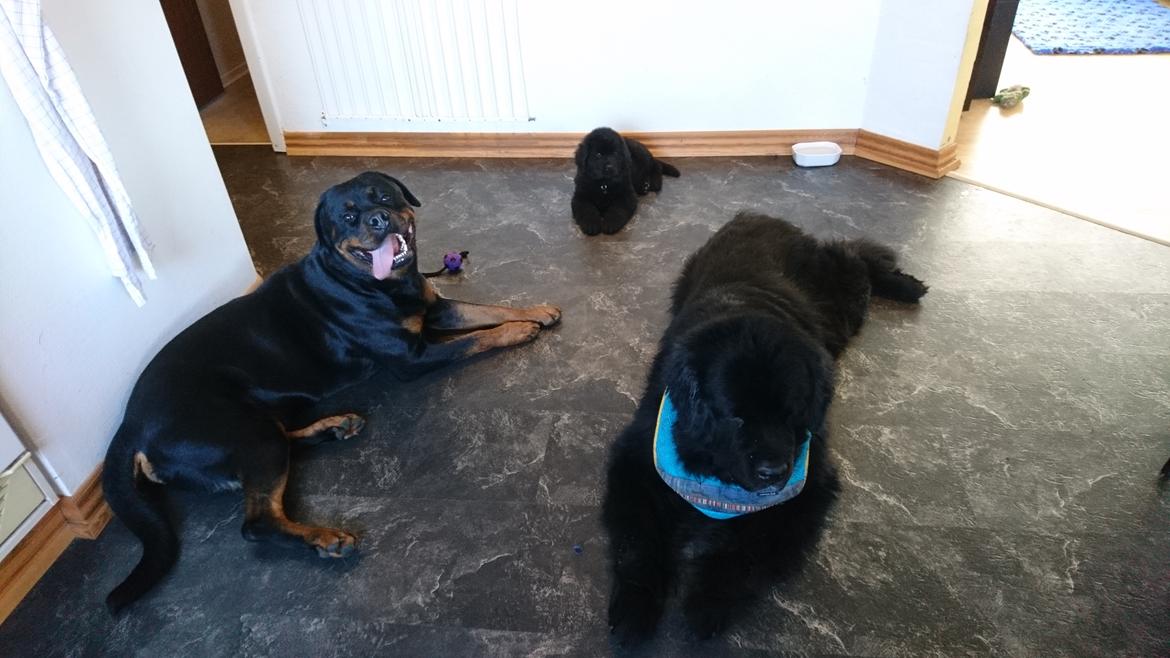 Newfoundlænder Frølund's Newfhome Boas - Boas' nye beskyttere, Dexter og Aslan billede 20