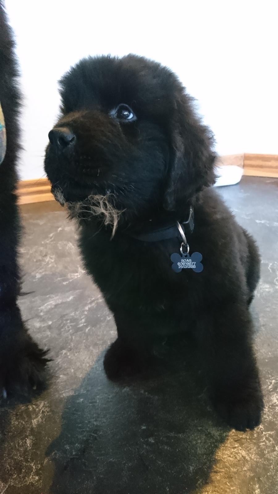 Newfoundlænder Frølund's Newfhome Boas - Hapset en bid af katten billede 21