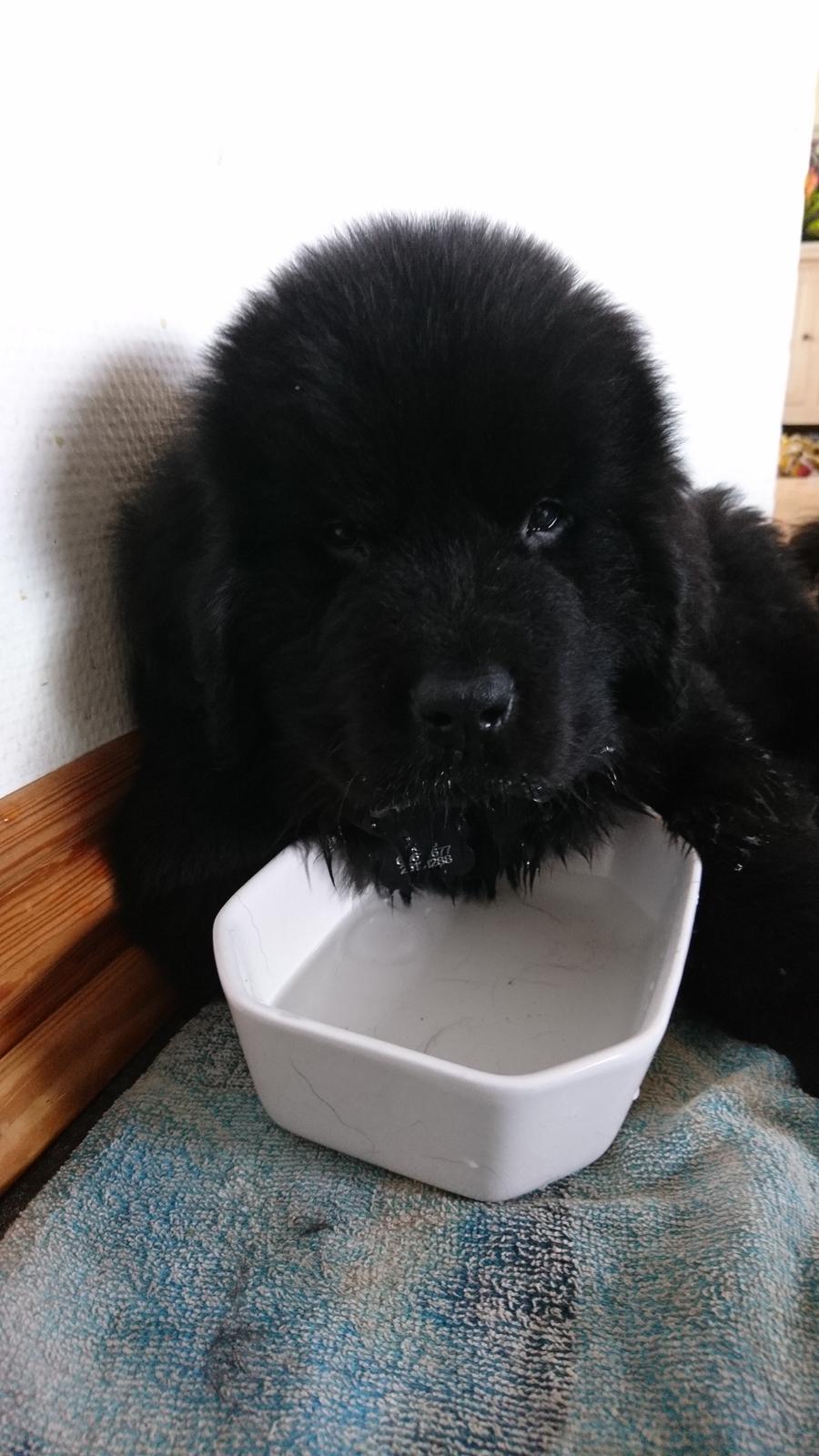 Newfoundlænder Frølund's Newfhome Boas - Man er vel ikke newf for ingenting?! billede 22