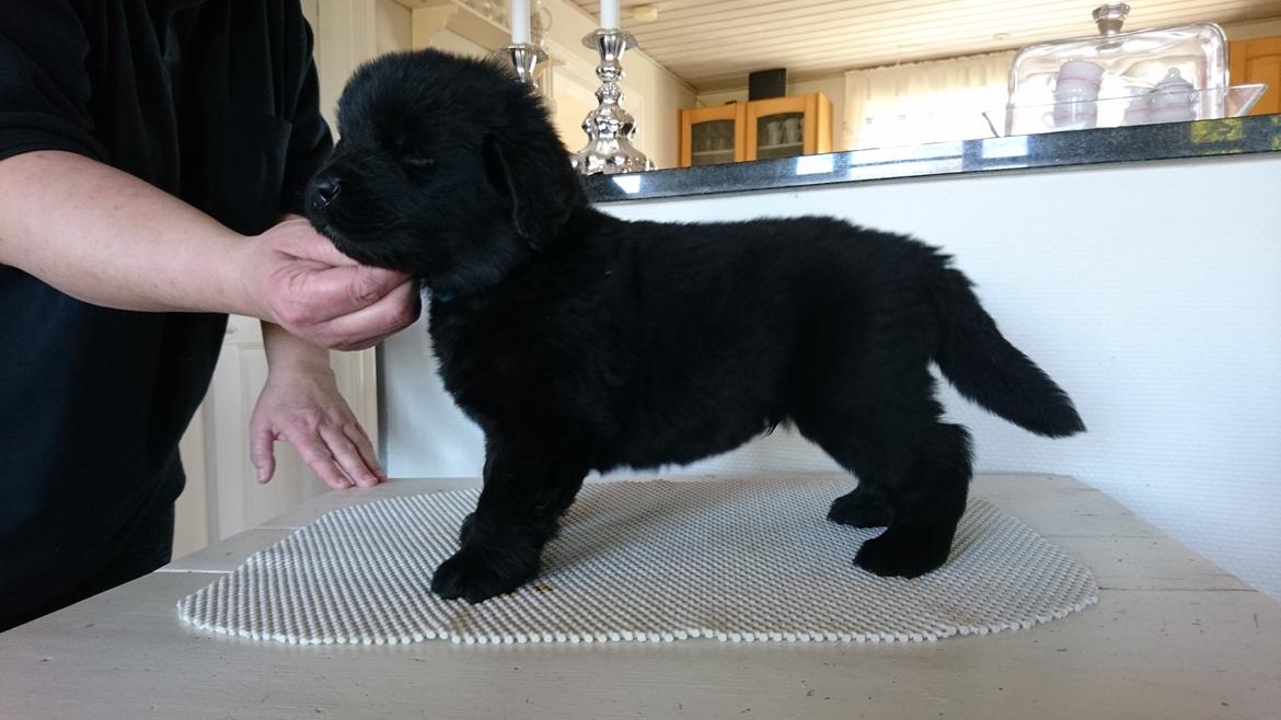 Newfoundlænder Frølund's Newfhome Boas billede 9