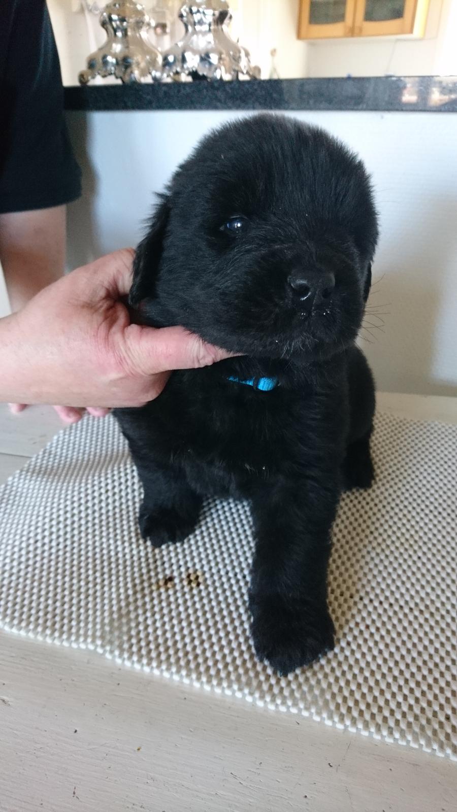 Newfoundlænder Frølund's Newfhome Boas billede 10