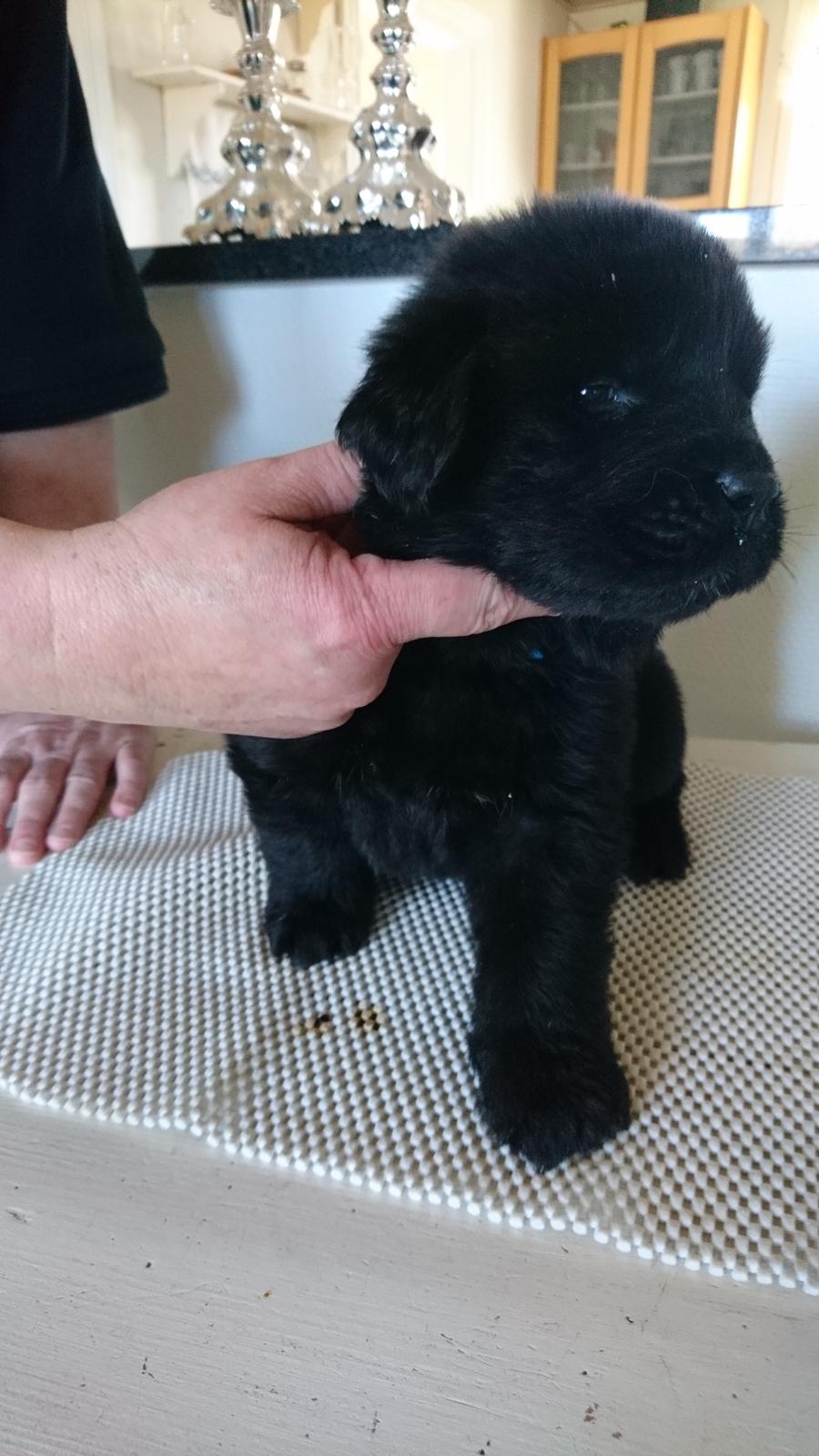 Newfoundlænder Frølund's Newfhome Boas billede 11