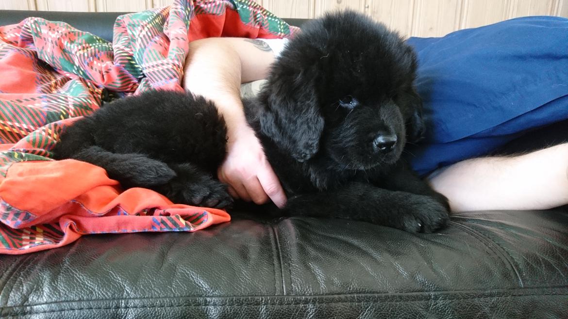 Newfoundlænder Frølund's Newfhome Boas billede 19