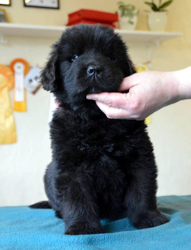 Newfoundlænder Frølund's Newfhome Boas billede 13