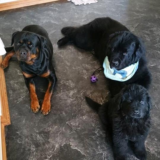 Newfoundlænder Frølund's Newfhome Boas - Boas' nye familie billede 23