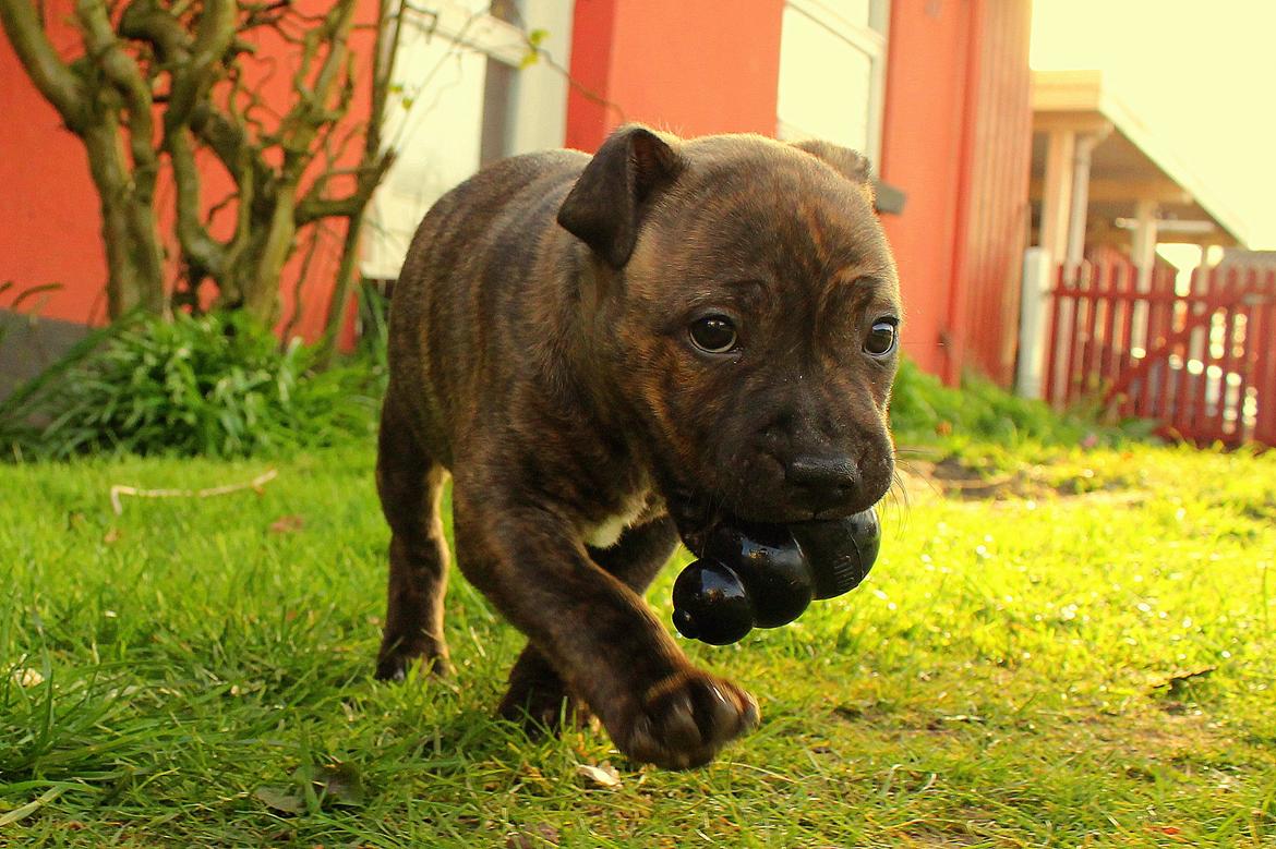 Staffordshire bull terrier Kissing Angels The Living Daylight - aka Kayzer - 1/5-2017 billede 13