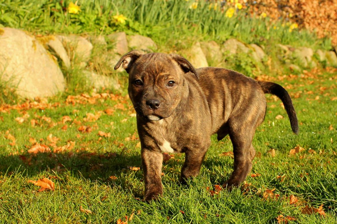 Staffordshire bull terrier Kissing Angels The Living Daylight - aka Kayzer billede 12