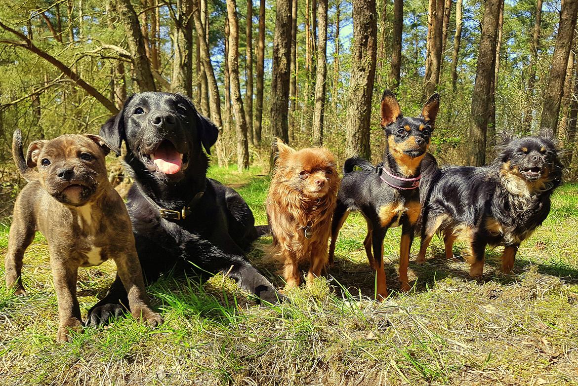 Staffordshire bull terrier Kissing Angels The Living Daylight - aka Kayzer - 3/5-2017 første tur i skoven med sine nye "søskende" billede 15