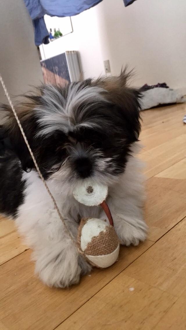 Lhasa apso Ellie billede 16