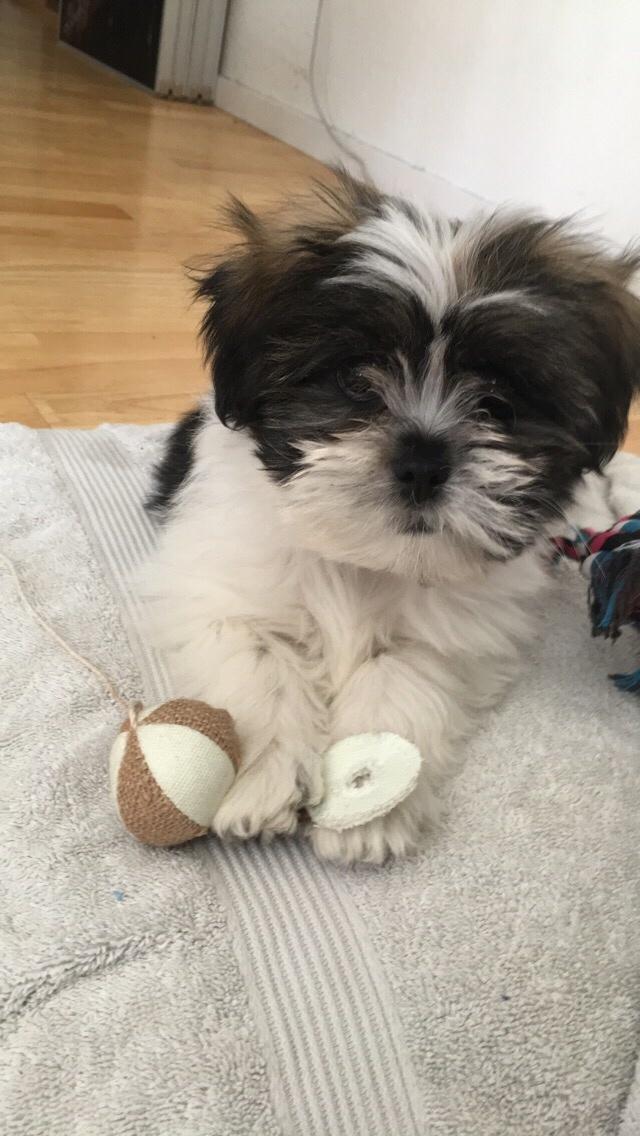 Lhasa apso Ellie billede 13