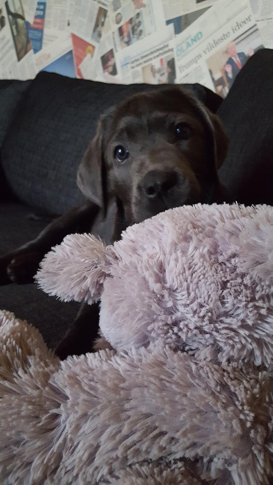 Labrador retriever Ivar von haulundgaard (otto) billede 6