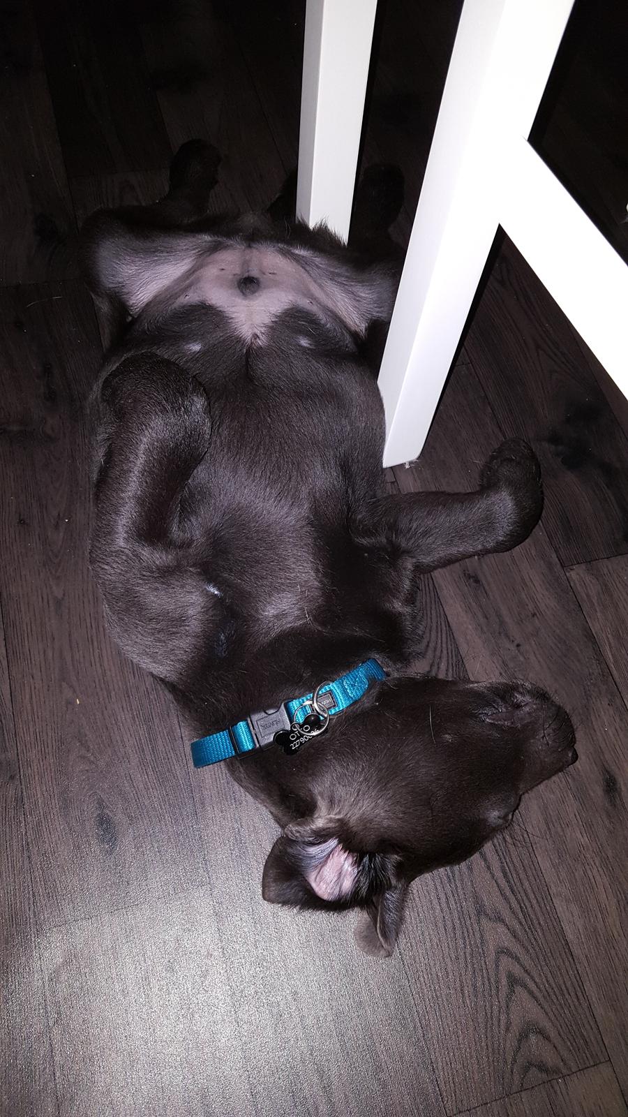 Labrador retriever Ivar von haulundgaard (otto) billede 21