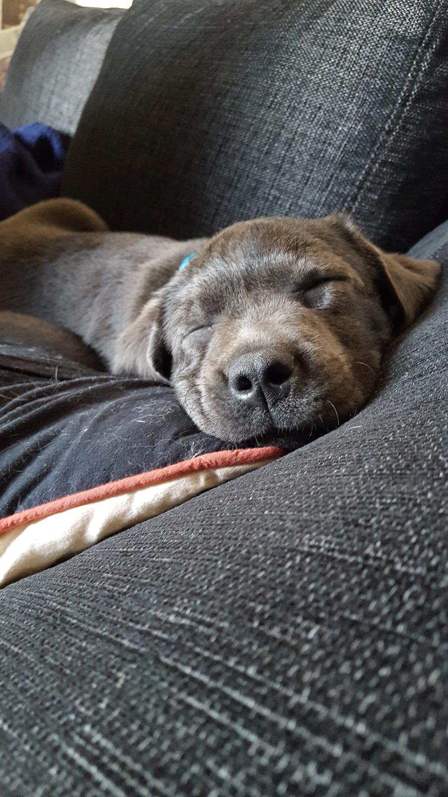 Labrador retriever Ivar von haulundgaard (otto) billede 18