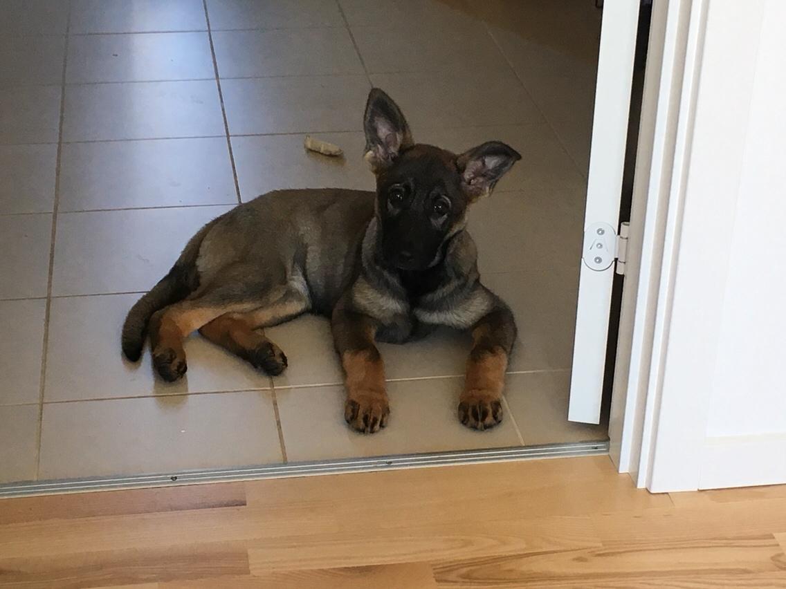 Schæferhund Weedfald Enya billede 9