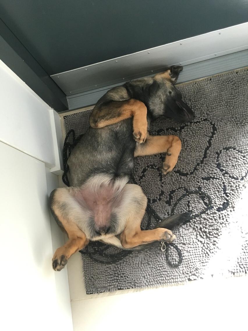 Schæferhund Weedfald Enya billede 10