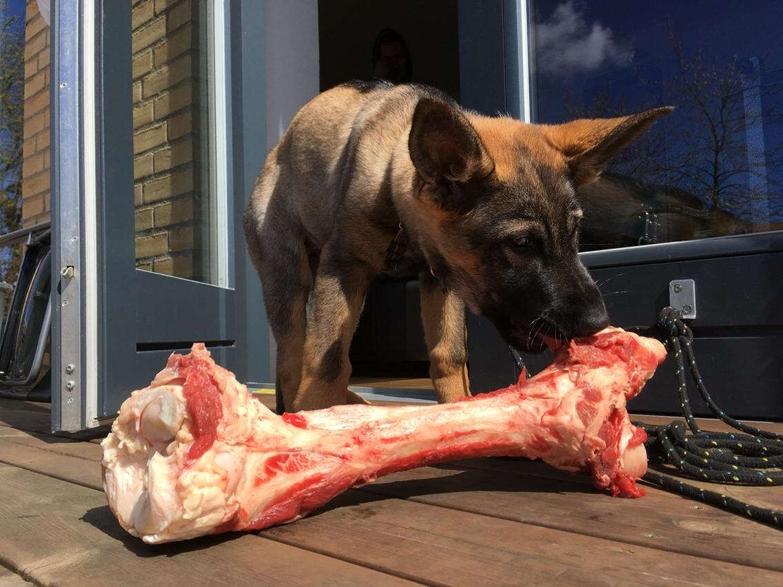 Schæferhund Weedfald Enya billede 8