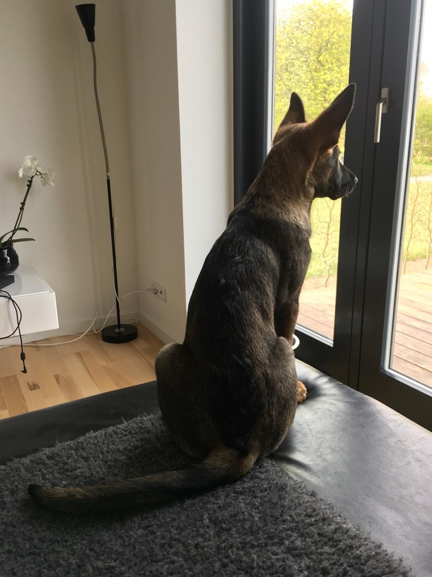 Schæferhund Weedfald Enya billede 11