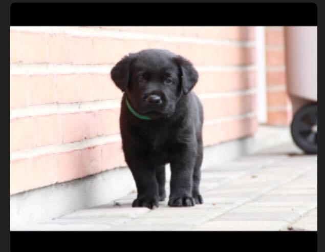 Labrador retriever Charlie  billede 1