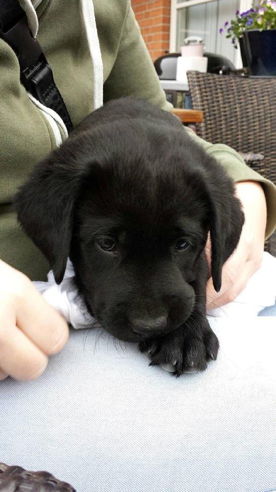 Labrador retriever Charlie  billede 2