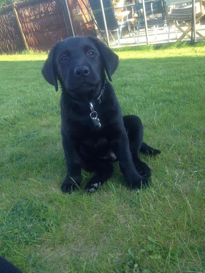 Labrador retriever Charlie  billede 4