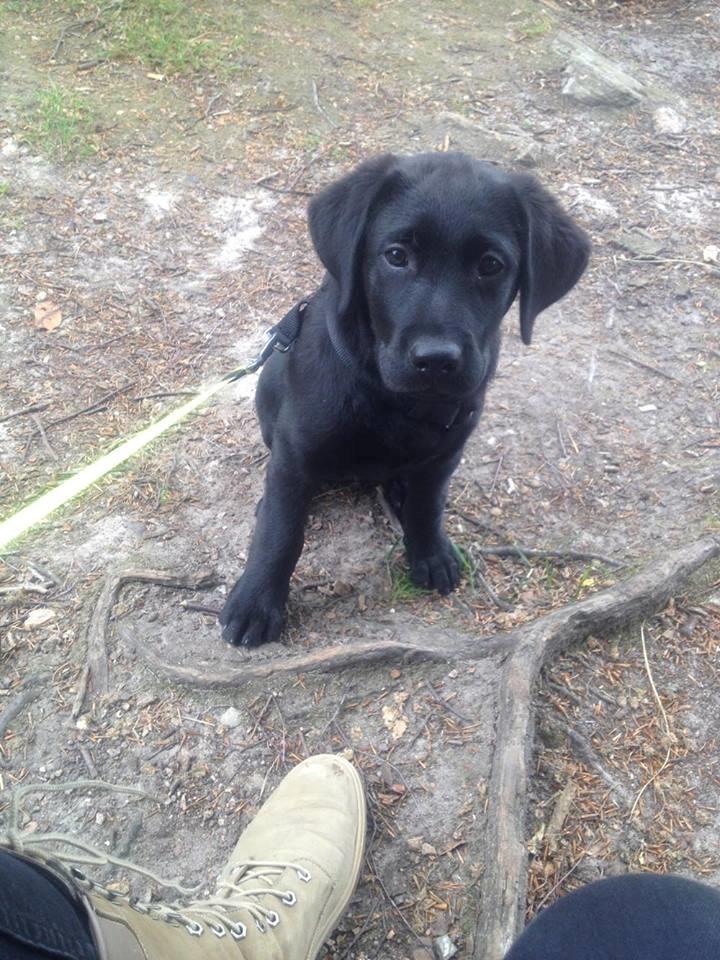 Labrador retriever Charlie  billede 5