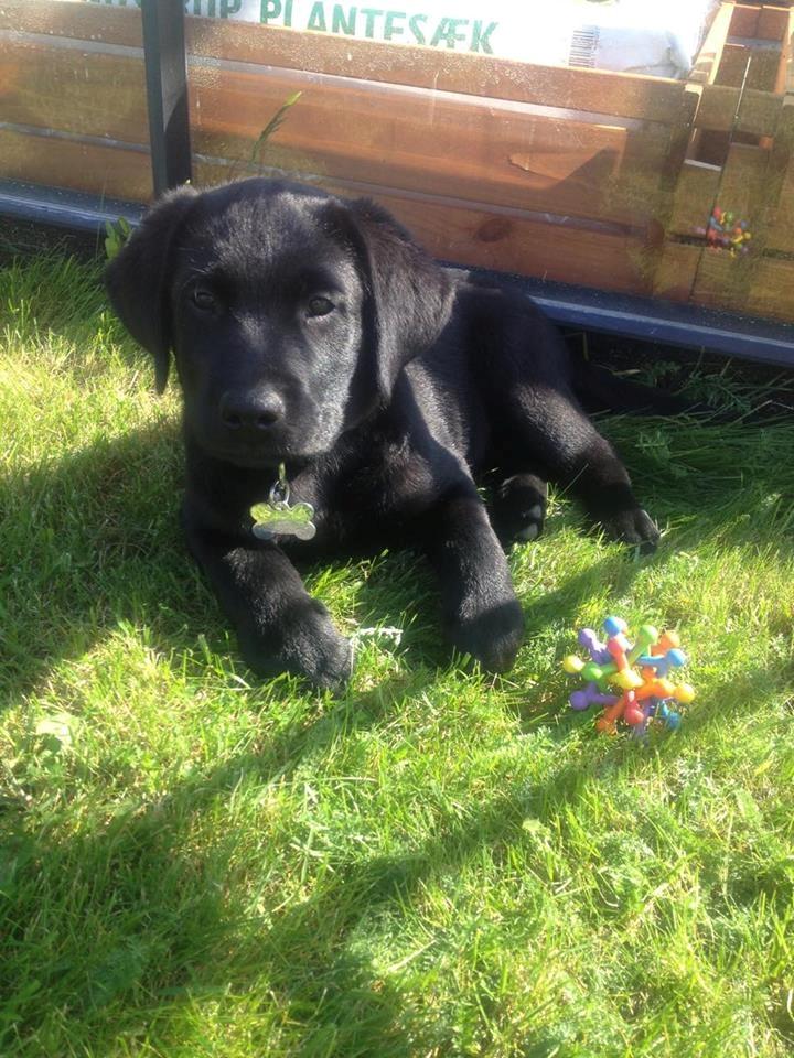 Labrador retriever Charlie  billede 3